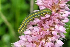 Attēlu rezultāti vaicājumam “Ceramica pisi”