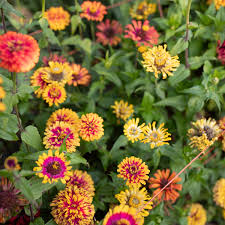 Image result for Zinnia violacea