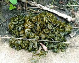 Attēlu rezultāti vaicājumam “Rhytidiadelphus subpinnatus sporophyte”