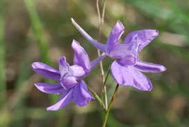 Attēlu rezultāti vaicājumam “Consolida regalis fruit”