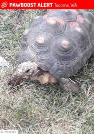 Attēlu rezultāti vaicājumam “Licea chelonoides”