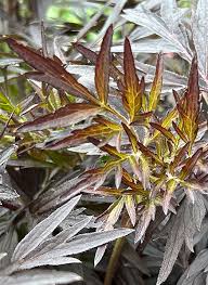 Attēlu rezultāti vaicājumam “Sambucus nigra”