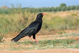 Image result for Pyrrhocorax pyrrhocorax