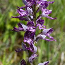 Attēlu rezultāti vaicājumam “Orchis militaris”