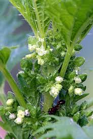 Attēlu rezultāti vaicājumam “Urtica urens”