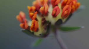 Attēlu rezultāti vaicājumam “Anthyllis arenaria flower”