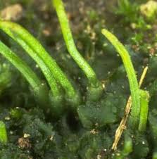 Attēlu rezultāti vaicājumam “Orthotrichum anomalum sporophyte”