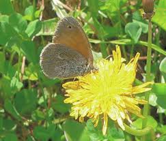 Attēlu rezultāti vaicājumam “Coenonympha tullia underside”