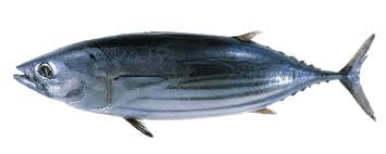 Image result for Katsuwonus pelamis