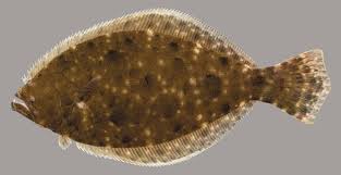 Image result for Paralichthys lethostigma