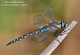 Attēlu rezultāti vaicājumam “Aeshna mixta”