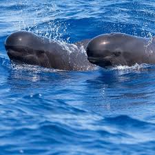 Image result for Globicephala melas