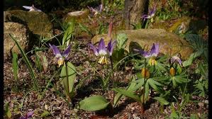 Attēlu rezultāti vaicājumam “Erythronium sibiricum flower”