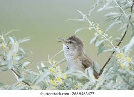 Attēlu rezultāti vaicājumam “Acrocephalus arundinaceus adult”