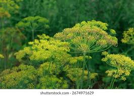 Attēlu rezultāti vaicājumam “Anethum graveolens flower”