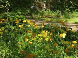 Image result for Scheinmohn