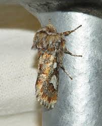 Attēlu rezultāti vaicājumam “Pinthaeus sanguinipes imago”