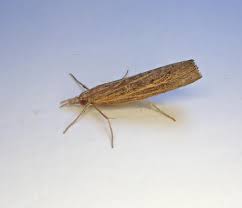 Attēlu rezultāti vaicājumam “Pediasia fascelinella”