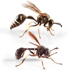 Attēlu rezultāti vaicājumam “Phronia sp.”