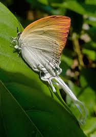Attēlu rezultāti vaicājumam “Aphrophoridae imago”