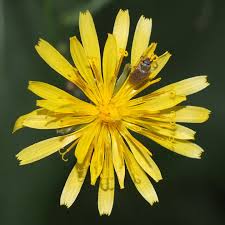 Attēlu rezultāti vaicājumam “Crepis paludosa flower”