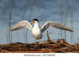 Image result for Sterna forsteri