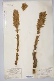 Attēlu rezultāti vaicājumam “Orobanche elatior”