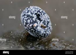 Attēlu rezultāti vaicājumam “Didymium squamulosum macro”