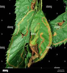 Attēlu rezultāti vaicājumam “Lyonetia clerkella”