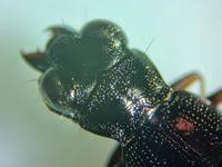 Attēlu rezultāti vaicājumam “Notiophilus germinyi”