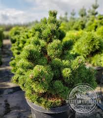 Attēlu rezultāti vaicājumam “Pinus mugo”