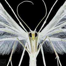 Attēlu rezultāti vaicājumam “Pterophorus pentadactyla”