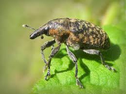 Attēlu rezultāti vaicājumam “Larinus sp.”