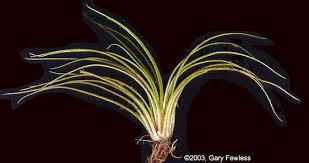 Attēlu rezultāti vaicājumam “Isoetes lacustris leaf”