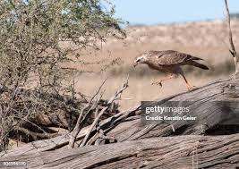 Attēlu rezultāti vaicājumam “Circus pygargus adult”