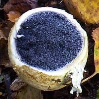 Attēlu rezultāti vaicājumam “Scleroderma citrinum”