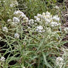 Attēlu rezultāti vaicājumam “Anaphalis margaritacea flower”