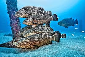 Image result for Epinephelus itajara