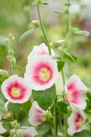 Attēlu rezultāti vaicājumam “Alcea rosea flower”