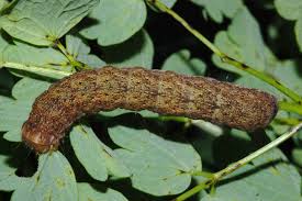 Attēlu rezultāti vaicājumam “Mniotype satura”