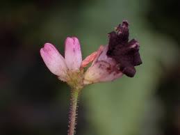 Attēlu rezultāti vaicājumam “Sphacelotheca hydropiperis”