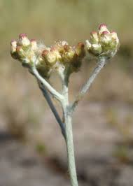 Attēlu rezultāti vaicājumam “Gnaphalium sylvaticum bud”