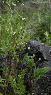 Attēlu rezultāti vaicājumam “Anthriscus”