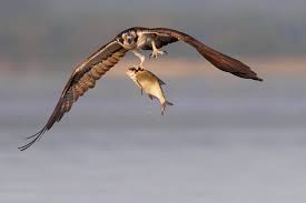 Attēlu rezultāti vaicājumam “Pandion haliaetus adult”