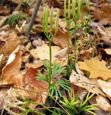 Attēlu rezultāti vaicājumam “Diphasium complanatum”