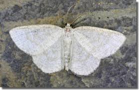 Attēlu rezultāti vaicājumam “Cabera exanthemata male”