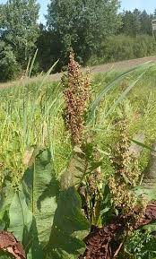 Attēlu rezultāti vaicājumam “Rumex hydrolapathum fruit”