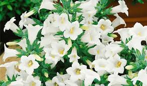 Image result for Campanula formanekiana