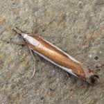 Attēlu rezultāti vaicājumam “Catoptria margaritella”