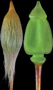 Attēlu rezultāti vaicājumam “Anomodon attenuatus sporophyte”